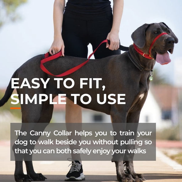 Large dog wearing red Canny Collar beside owner, text highlights easy fit and no-pull training for calm walks.