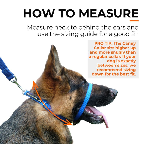 German Shepherd wearing blue Canny Collar; arrows show how to measure neck behind ears for accurate collar sizing.