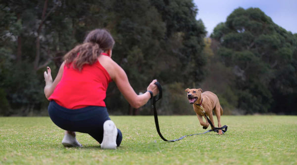 Woman crouching on grass with brown dog running towards her on long lead.