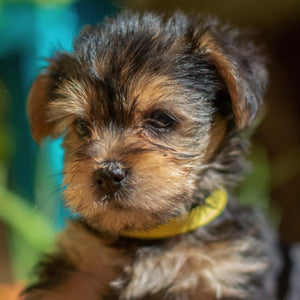 Een jonge pup die is gekozen door nieuwe eigenaren