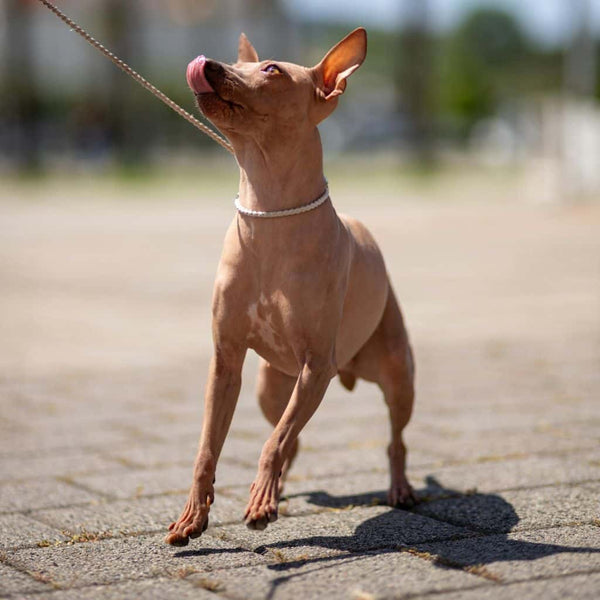 Brown dog being reactive on the lead