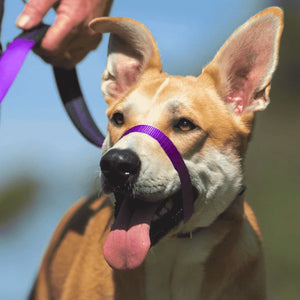 Mittelgroßer Hund mit einem violetten Canny Collar, der trainiert wird, ohne an der Leine zu ziehen