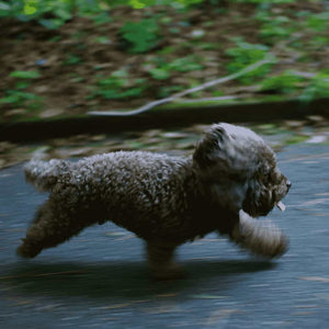 Un piccolo cane nero che corre veloce con gli zoom