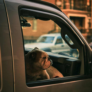 A bulldog with car sickness looking out of a car window 