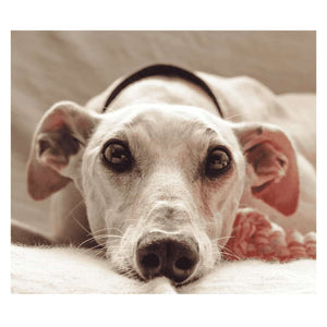 A sad looking sick greyhound with diabetes