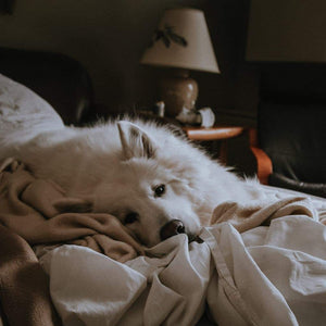 Witte Duitse herdershond liggend op onopgemaakt bed
