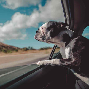 Un chien regarde par la fenêtre d'une voiture lors d'un déménagement