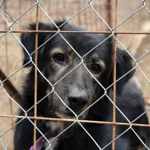 Un cane dietro un recinto di filo metallico in un centro di soccorso canino
