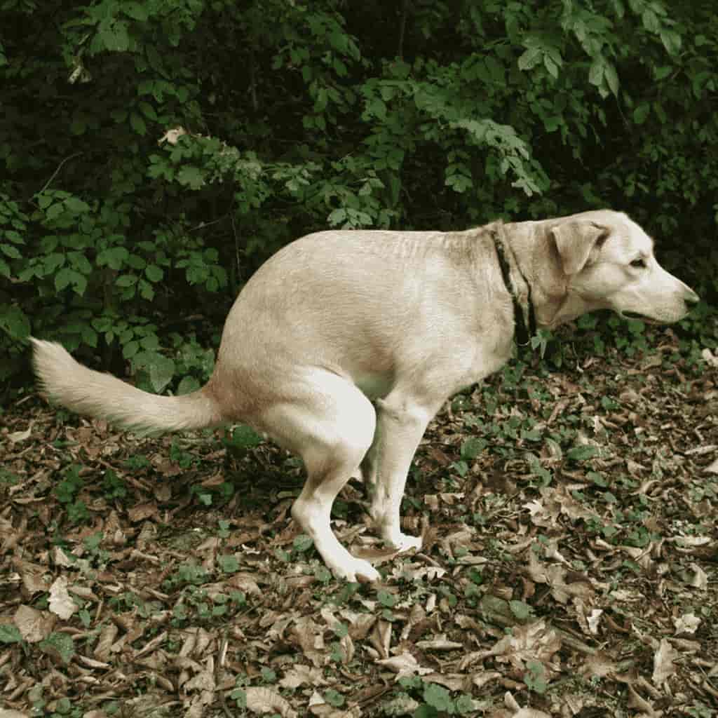 por qué los perros caminan en círculos antes de acostarse