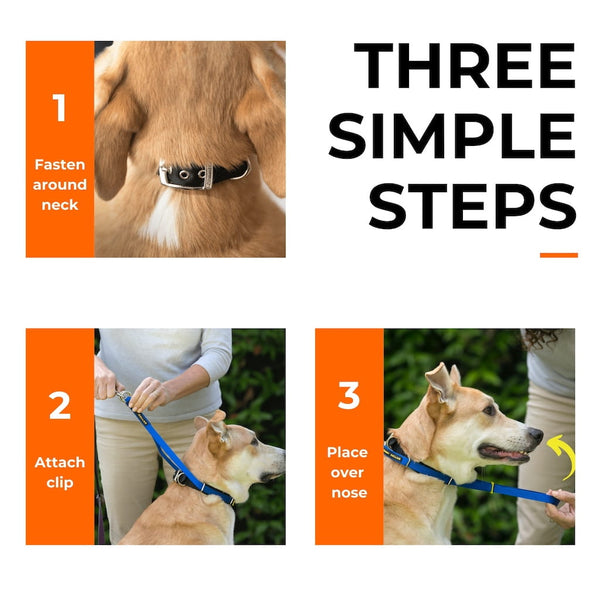 Three-step guide showing how to fit a Canny Collar on a dog: fasten collar buckle, clip lead, place over nose.