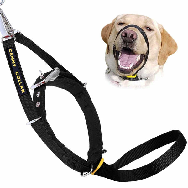 Cane Labrador con la bocca aperta che indossa un cavezza da addestramento nero per cani Canny Collar Headcollar
