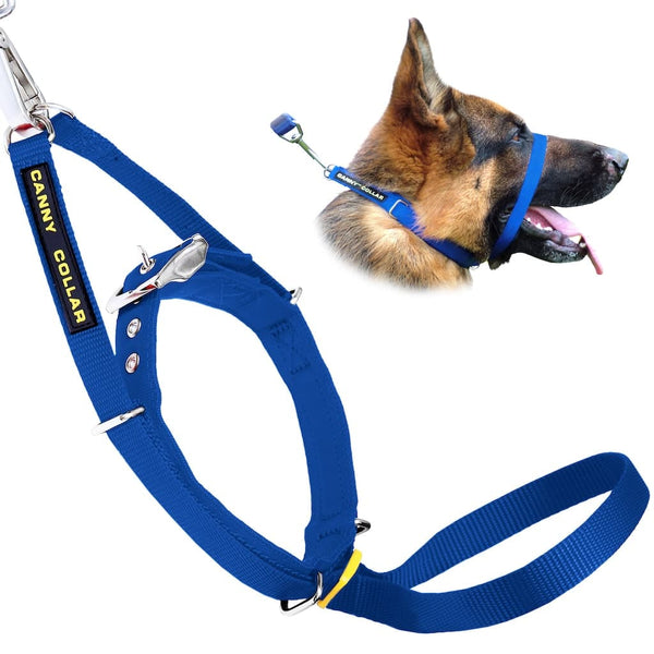 Deutscher Schäferhund mit offenem Mund und blauem Canny Collar Head Collar