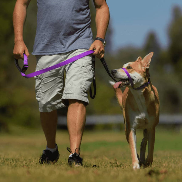 Man die een hond traint om te lopen met een hoofdtuig