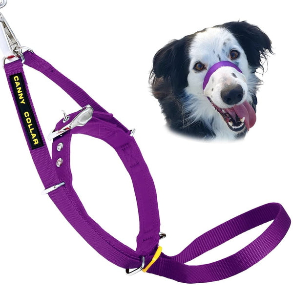 Border-Collie-Hund mit offenem Mund und lila Canny Collar Head Collar