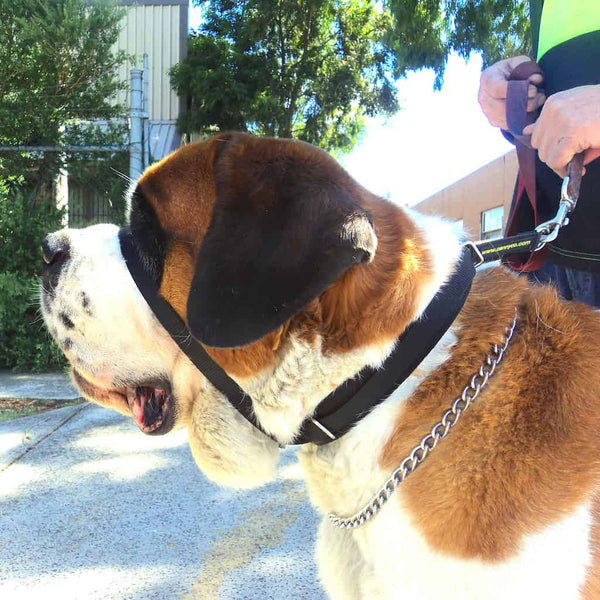 St Bernard wearing Canny Colossus dog head collar