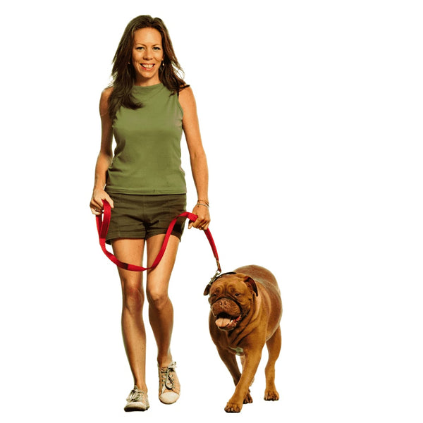 Vrouw traint een mastiff om te lopen met Canny Colossus hoofdtuig en hondenriem
